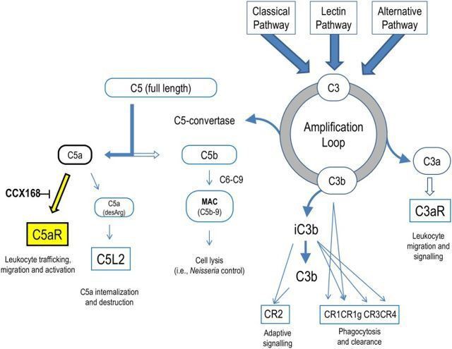 avacopan(CCX168) avacopan(CCX168)